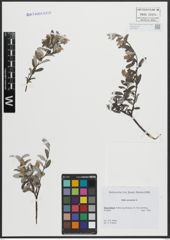 Foto von Salix arenaria L.